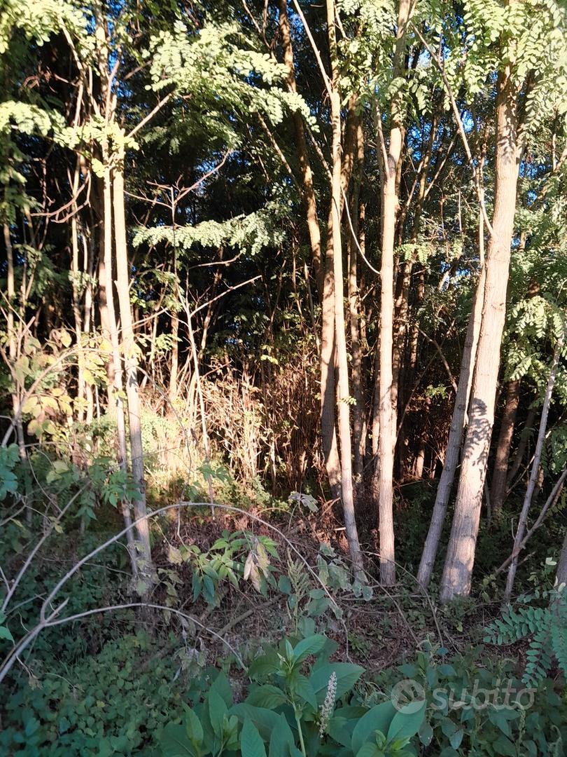 Terreno di 5700 mq con piantagione di robinia - Vista 3