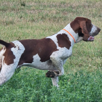 Bracco italiano 20 mesi 1300 euro