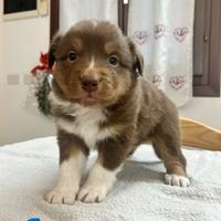 Cuccioli Australian Shepherd
