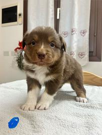 Cuccioli Australian Shepherd