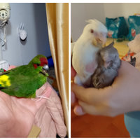 Calopsiti kakariki allevati mano domani Torino sia