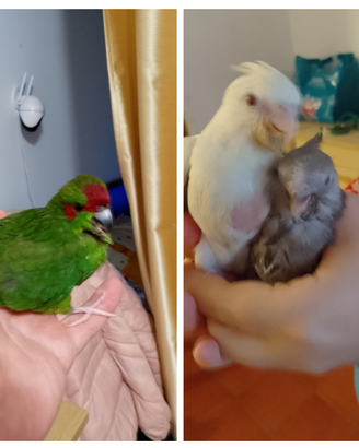 Calopsiti kakariki allevati mano domani Torino sia