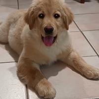 Labrador retriever cucciolo