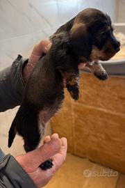 Bassotti nani a pelo duro