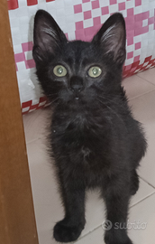 2 mesi nero maschio e tartarugata femmina