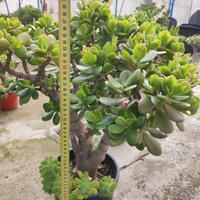 Crassula ovata (albero di giada)