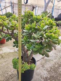 Crassula ovata (albero di giada)