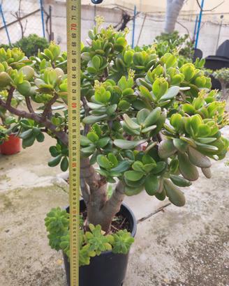 Crassula ovata (albero di giada)
