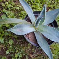 pianta di agave