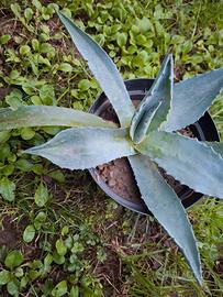 pianta di agave