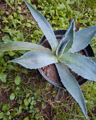 pianta di agave