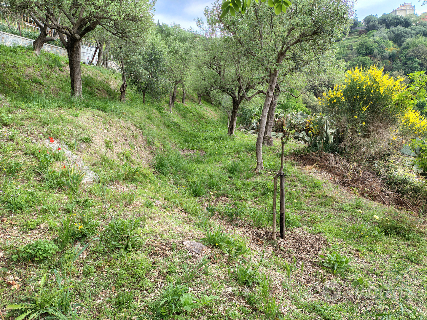 Terreno agricolo/uliveto - Vista 6