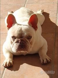 Bulldog Bouledogue Francese X Accoppiamento/Monte