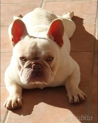 Bulldog Bouledogue Francese X Accoppiamento/Monte