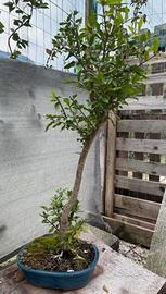 Bonsai melograno spedizione gratuita