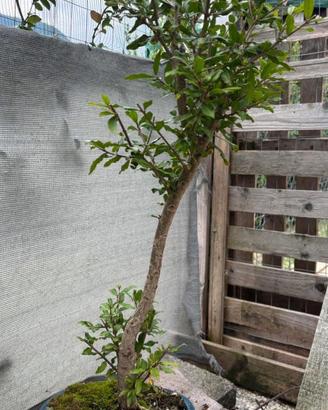 Bonsai melograno spedizione gratuita