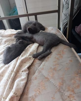 Gattini grigi e nero
