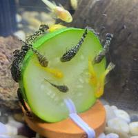 Pesci Ancistrus