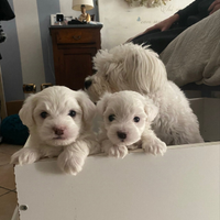 Cuccioli di Maltese