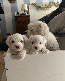 Cuccioli di Maltese