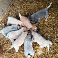 Australian cattle dog/ Pastore australiano