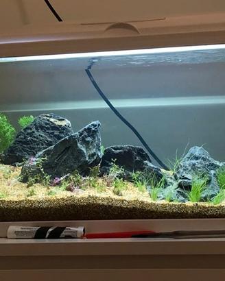 Acquario