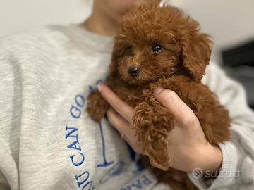 Cuccioli barboncino Toy mini Toy e nano piccolo
