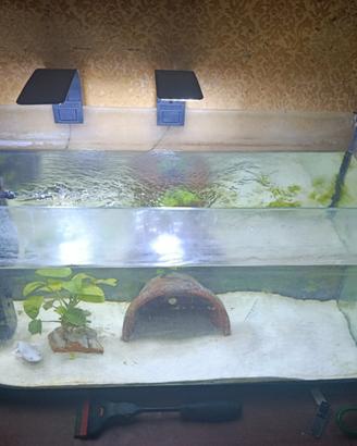 Axolotl adulto e acquario 110 litri