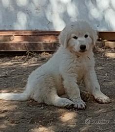Cucciolo maschio pastore abruzzese