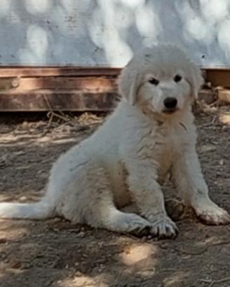 Cucciolo maschio pastore abruzzese