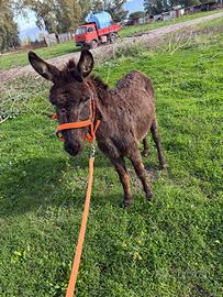 Asino di piccola taglia