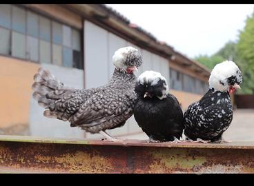Gallina Olandese nana ciuffata
