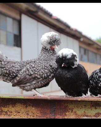 Gallina Olandese nana ciuffata