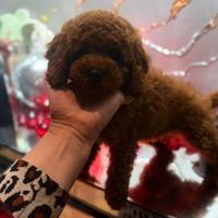 Barboncino nano colore red