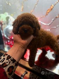 Barboncino nano colore red