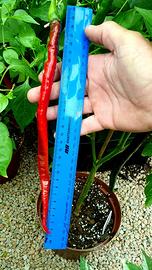 Peperoncino piccante lunghissimo