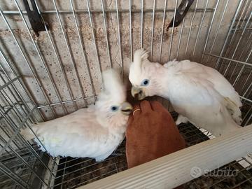 Pappagallo cacatua ducorpsi