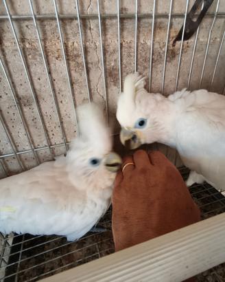 Pappagallo cacatua ducorpsi