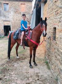 Cavallo Angolo Arabo