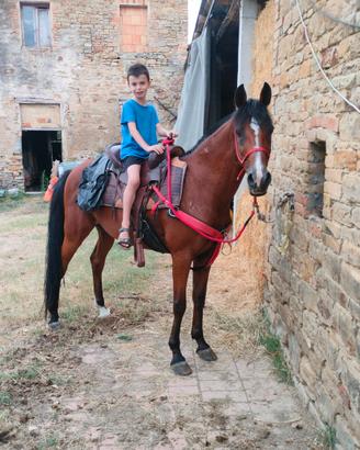 Cavallo Angolo Arabo