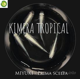 Miyuki blu tekkamen coppue