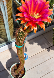 Trichocereus ibrido ,fiore fucsia, magenta rosso