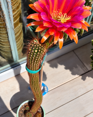 Trichocereus ibrido ,fiore fucsia, magenta rosso