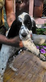 Cuccioli setter inglese