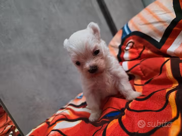cuccioli di maltese 