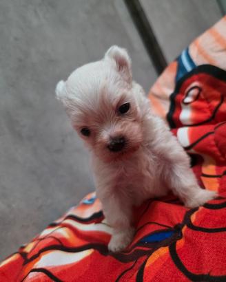 cuccioli di maltese 