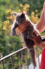 Ultimo gattino SIBERIANO pura razza sanissimo
