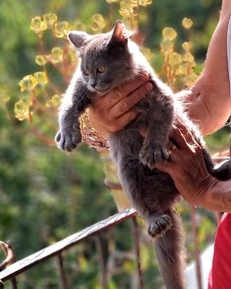 Ultimo gattino SIBERIANO pura razza sanissimo