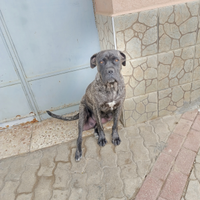 Vendita Cuccioli Cane Corso