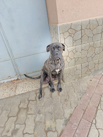 Vendita Cuccioli Cane Corso
